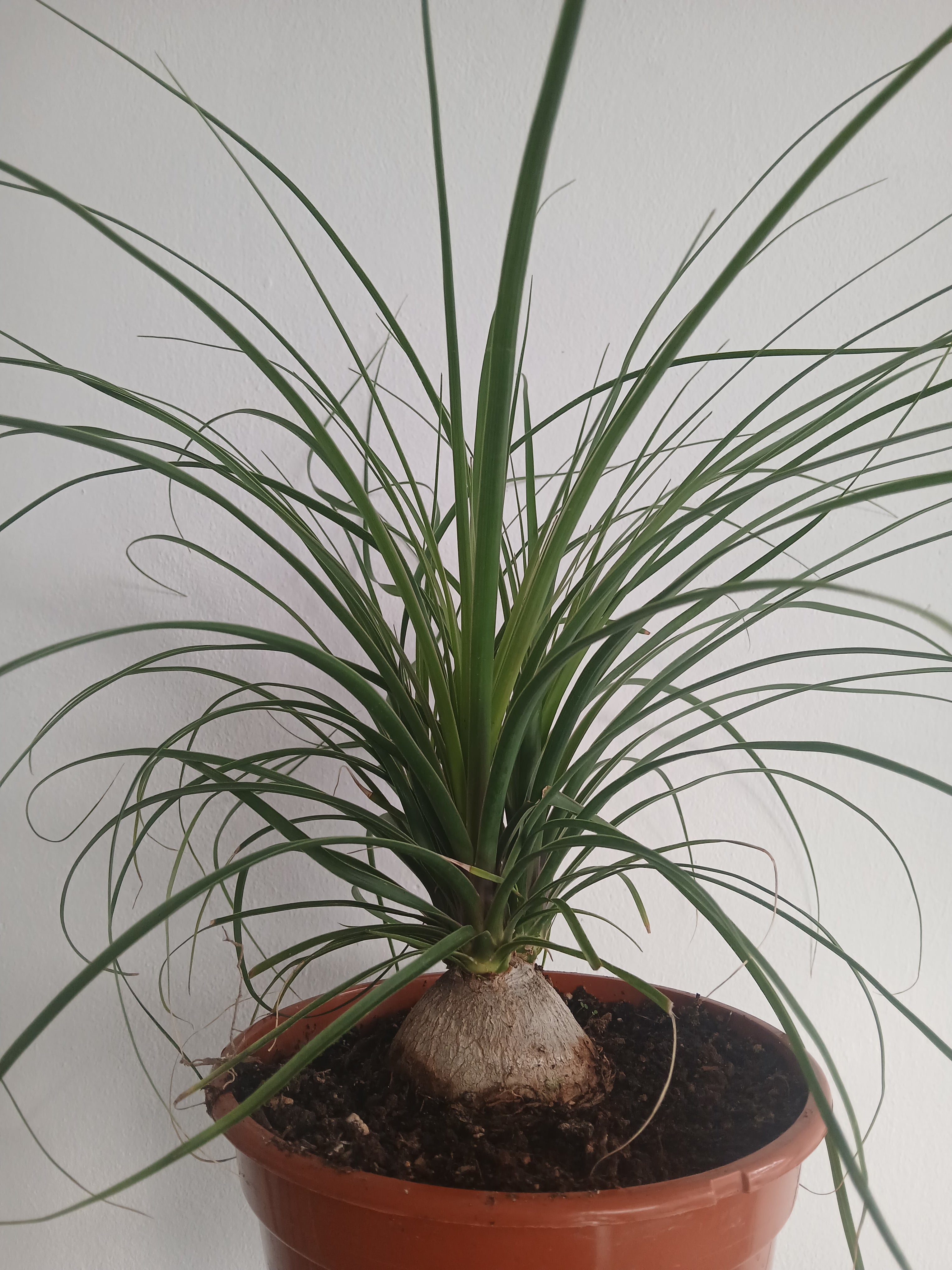 gardenersdream ponytail palm beaucarnea nolina tall Nolina (Ponytail Palm) – cybloom