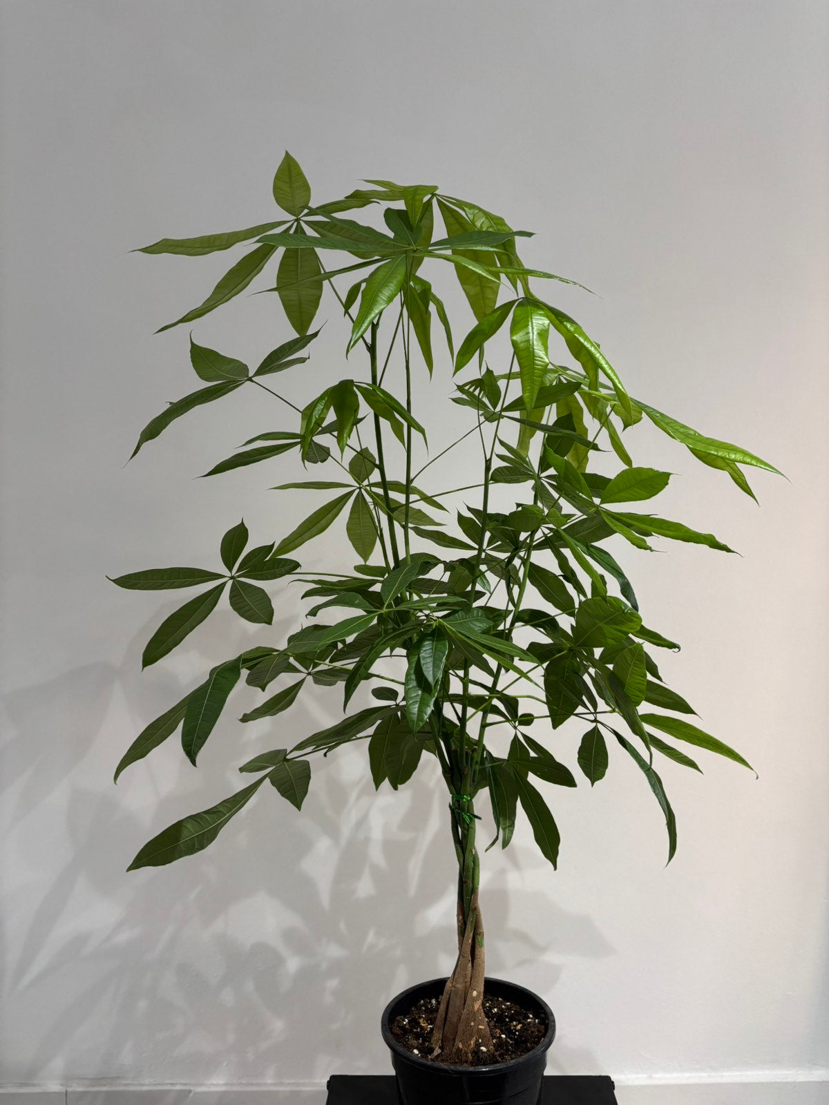 money tree plant online Online Plants Store Limassol - Cyprus