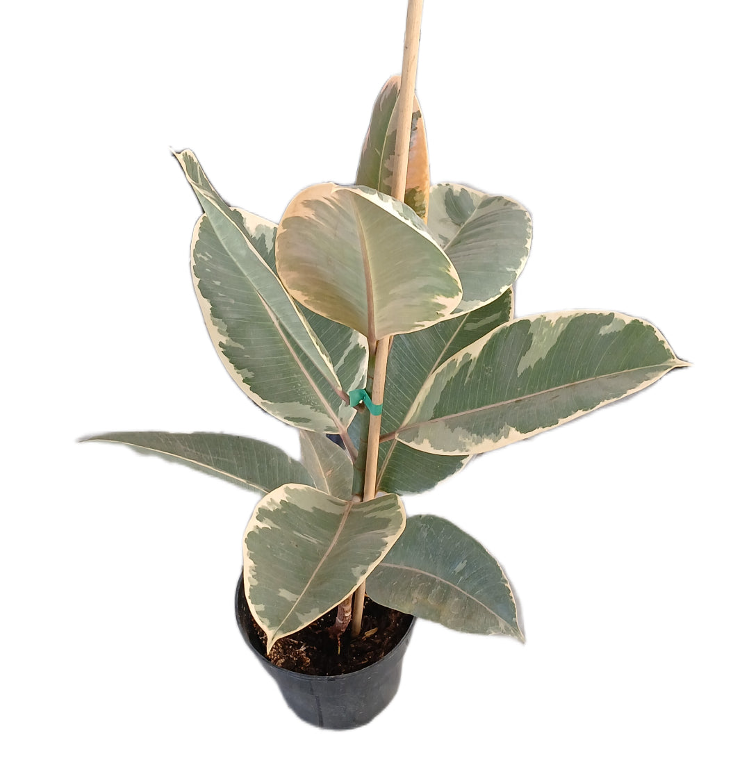 Ficus Teneke