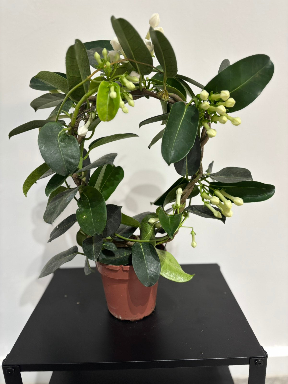 Stephanotis