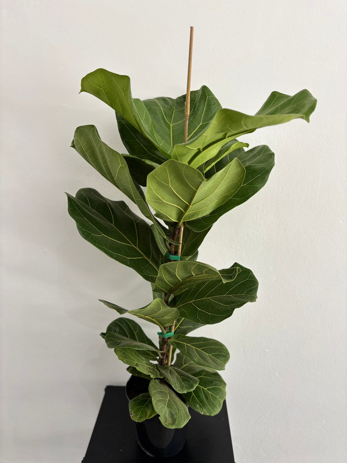 fiddle leaf fig tree español Online Plants Store Limassol - Cyprus