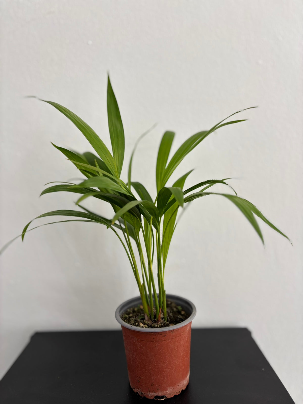 buy areca palm online Online Plants Store Limassol - Cyprus