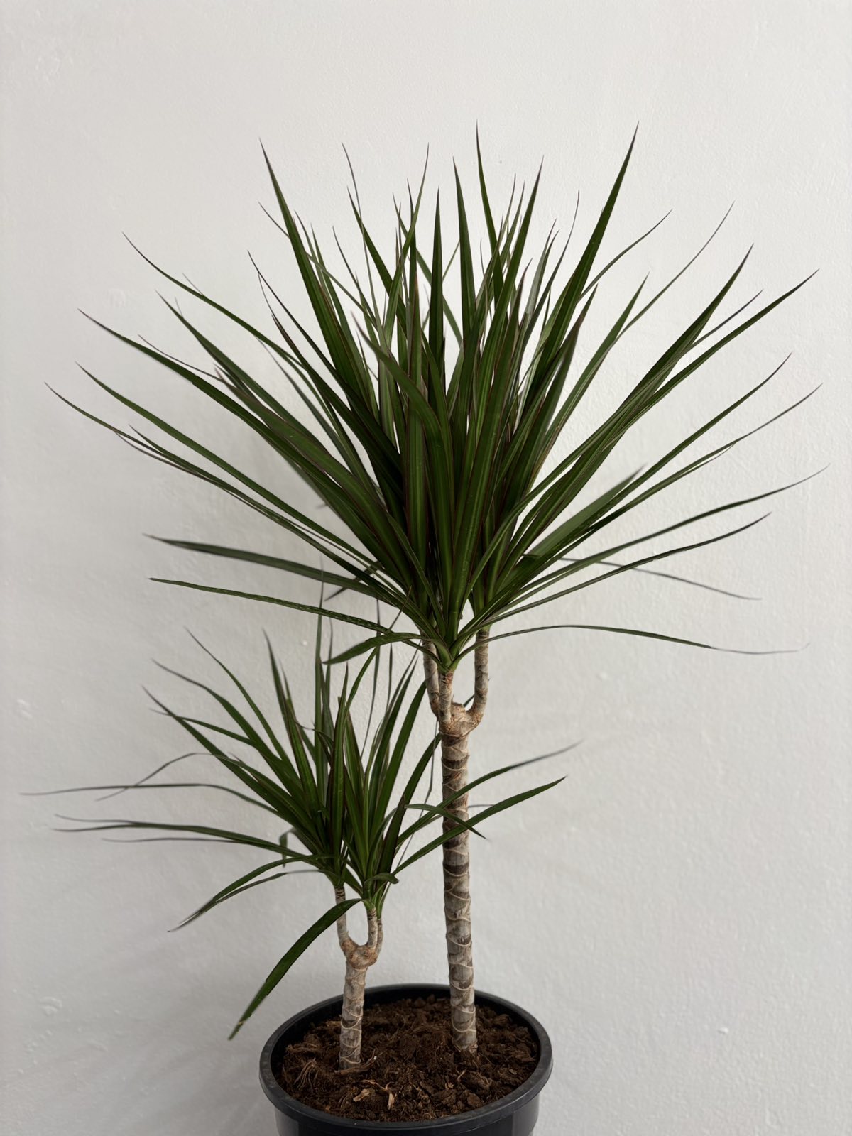 Dracaena Marginata