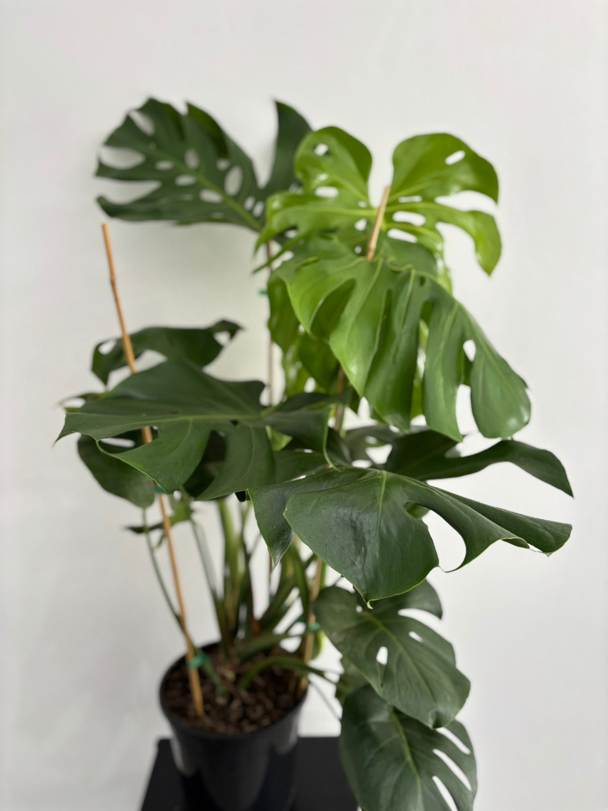 Monstera Deliciosa