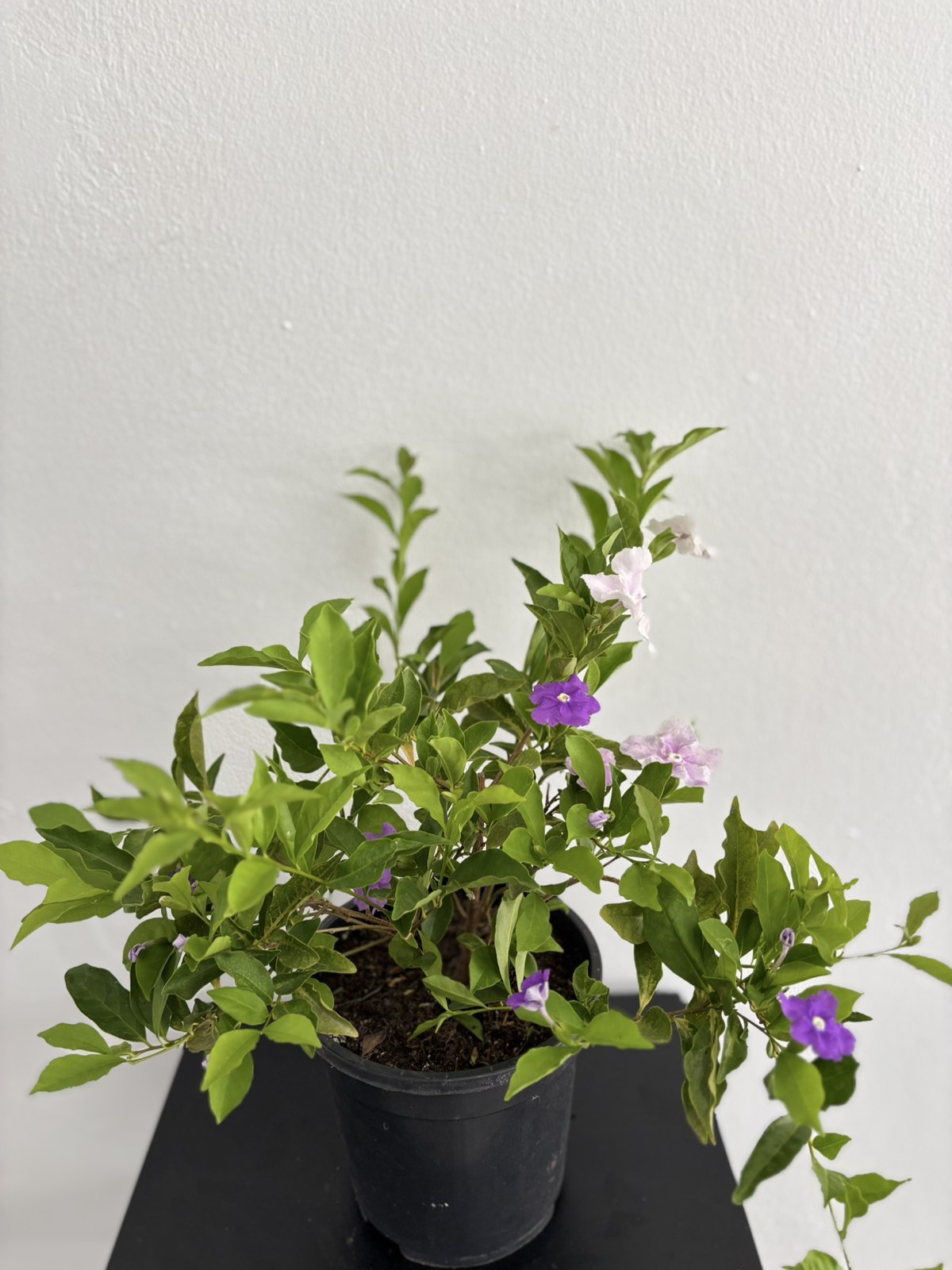 Online Plants Store Limassol - Cyprus