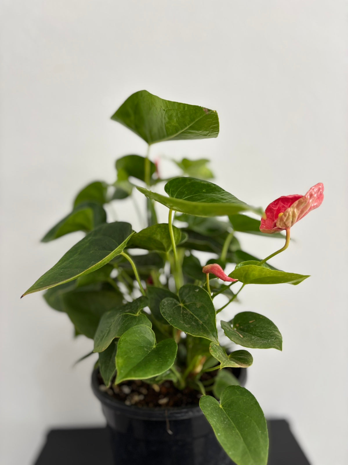 Anthurium