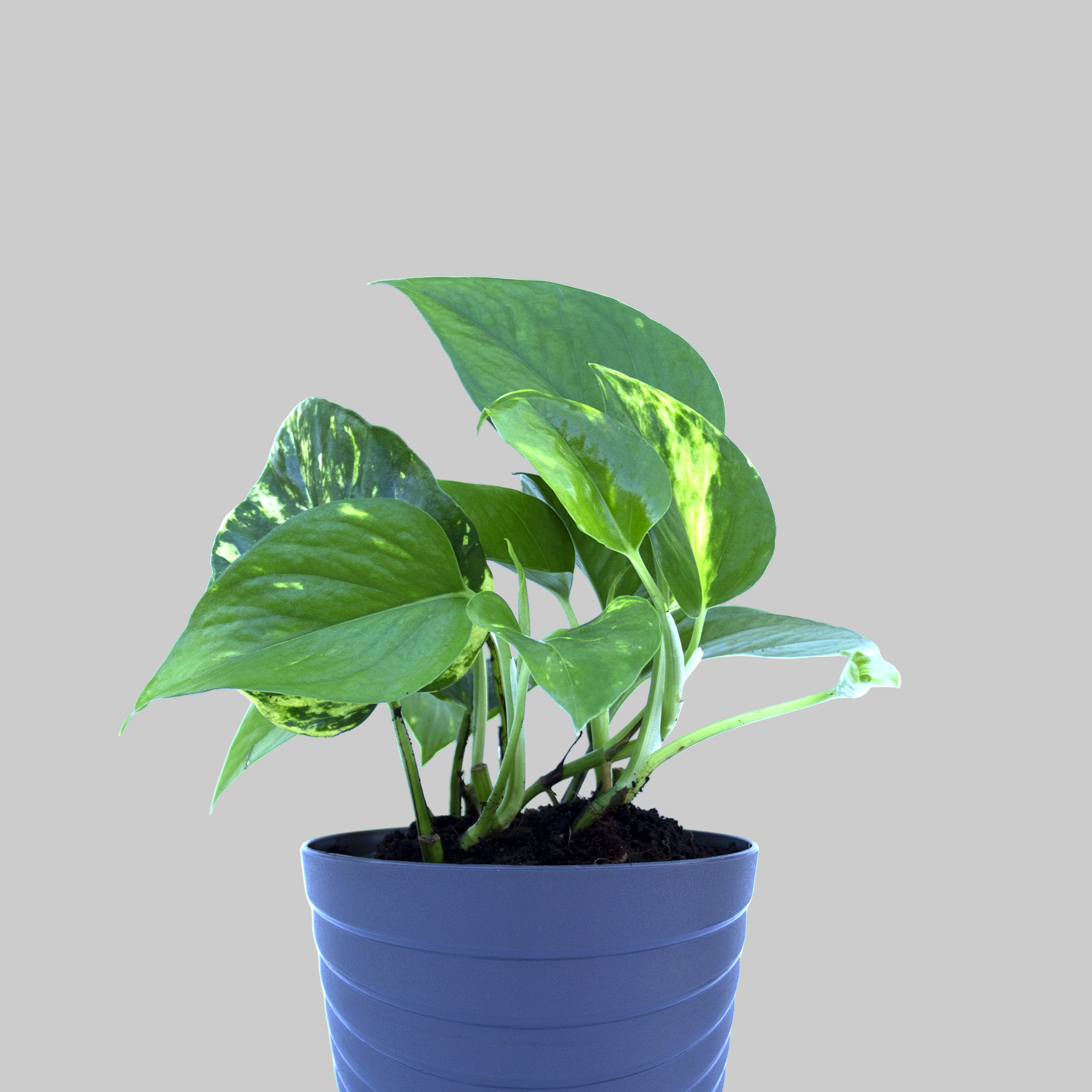 golden pothos lifespan Online Plants Store Limassol - Cyprus