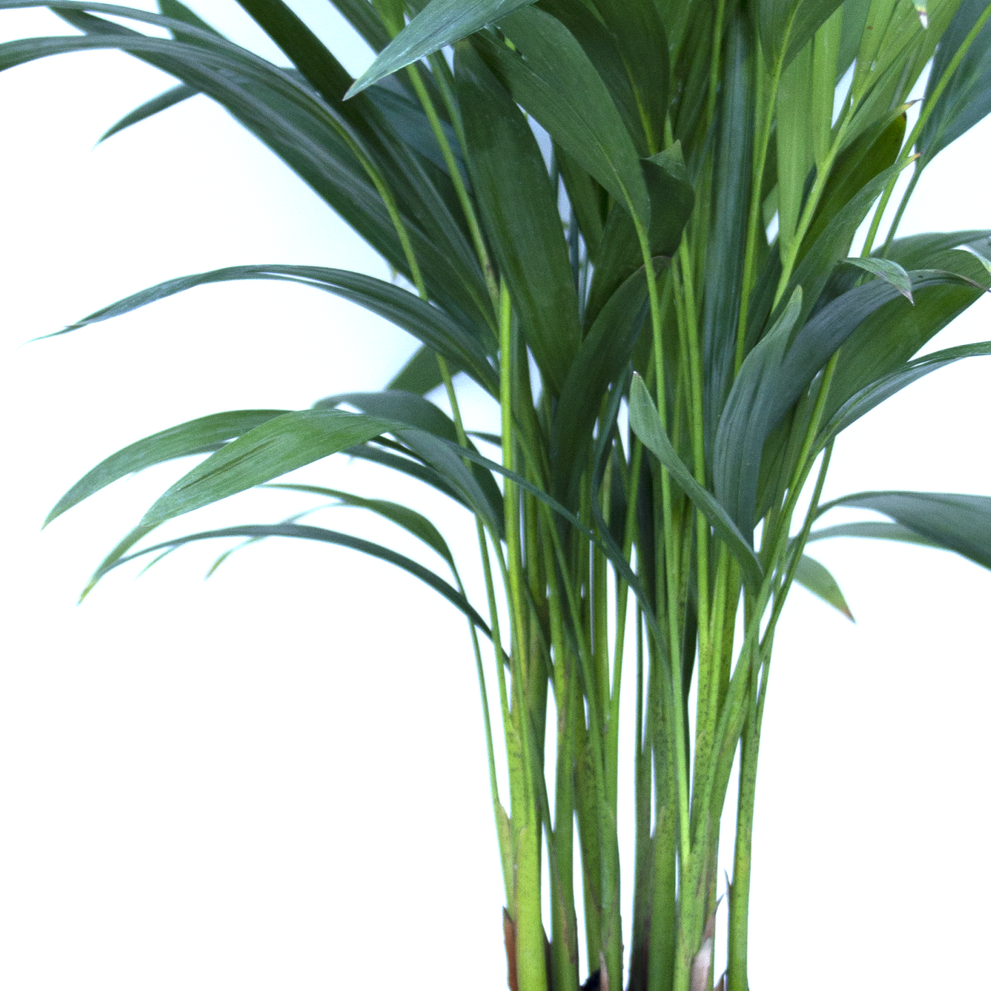 Areca Palm