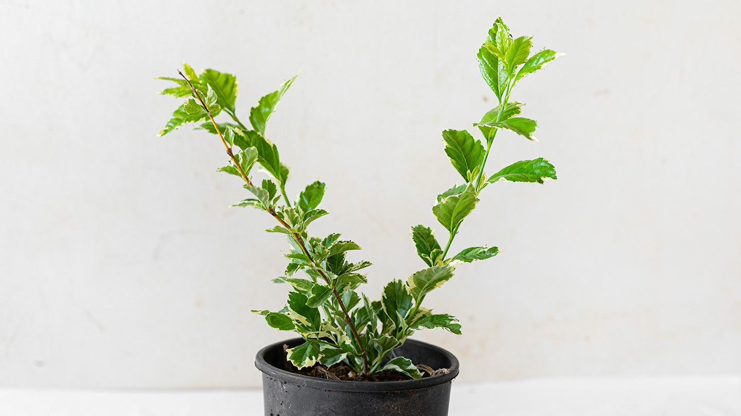 Duranta Variegated