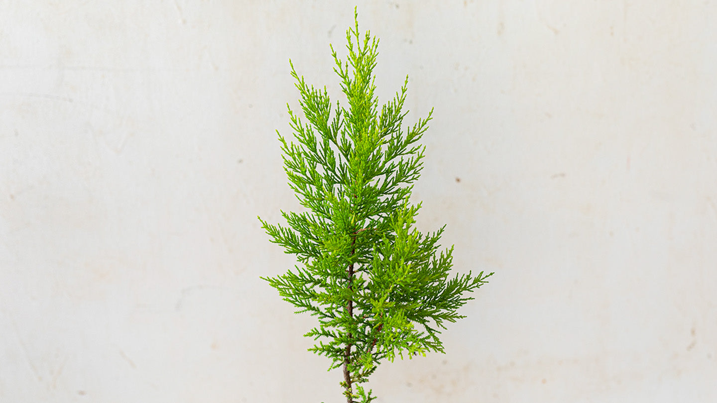 Online Plants Store Limassol - Cyprus