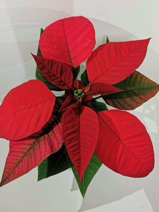 Poinsettia (Alexandrino)