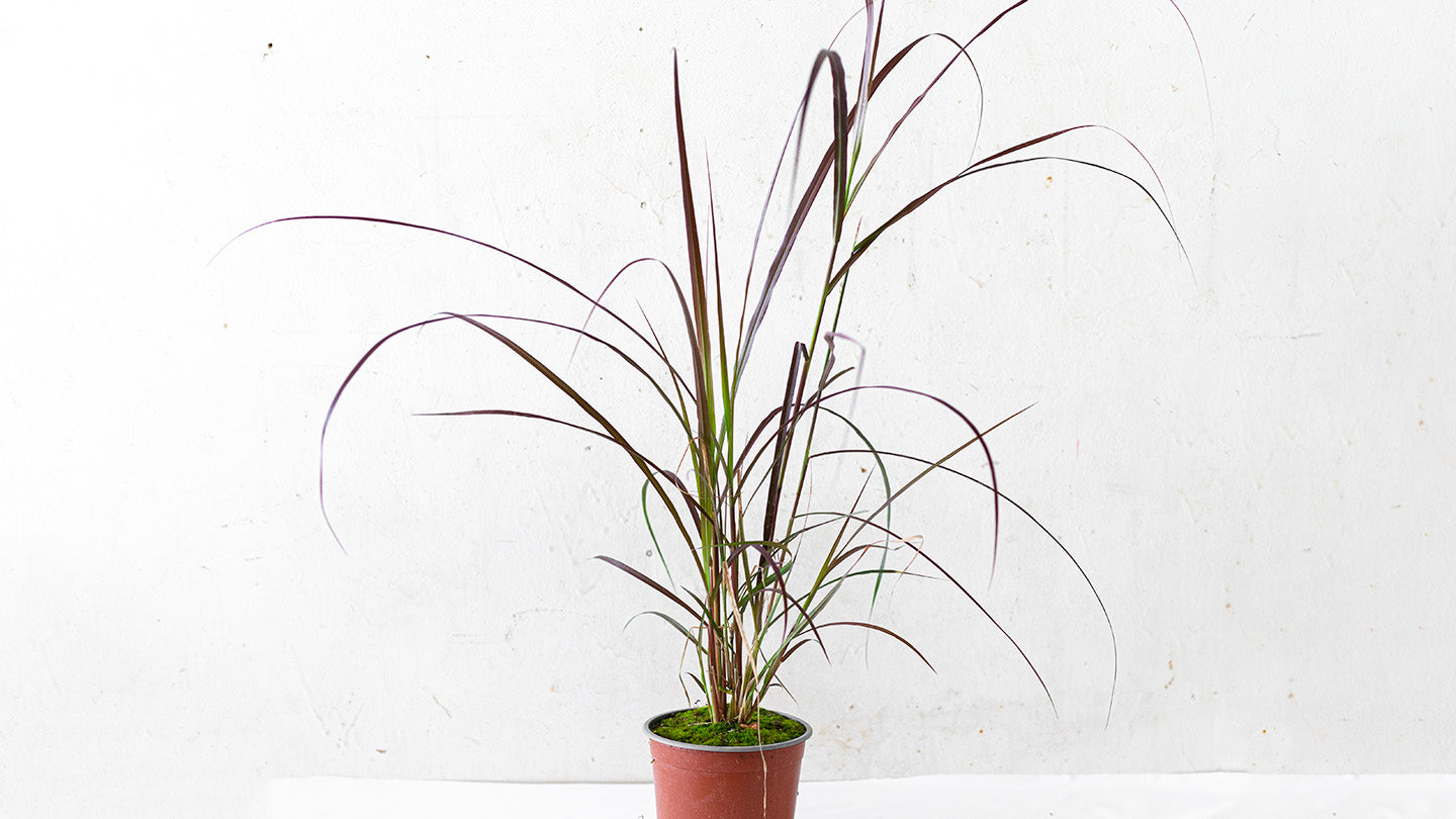 Pennisetum