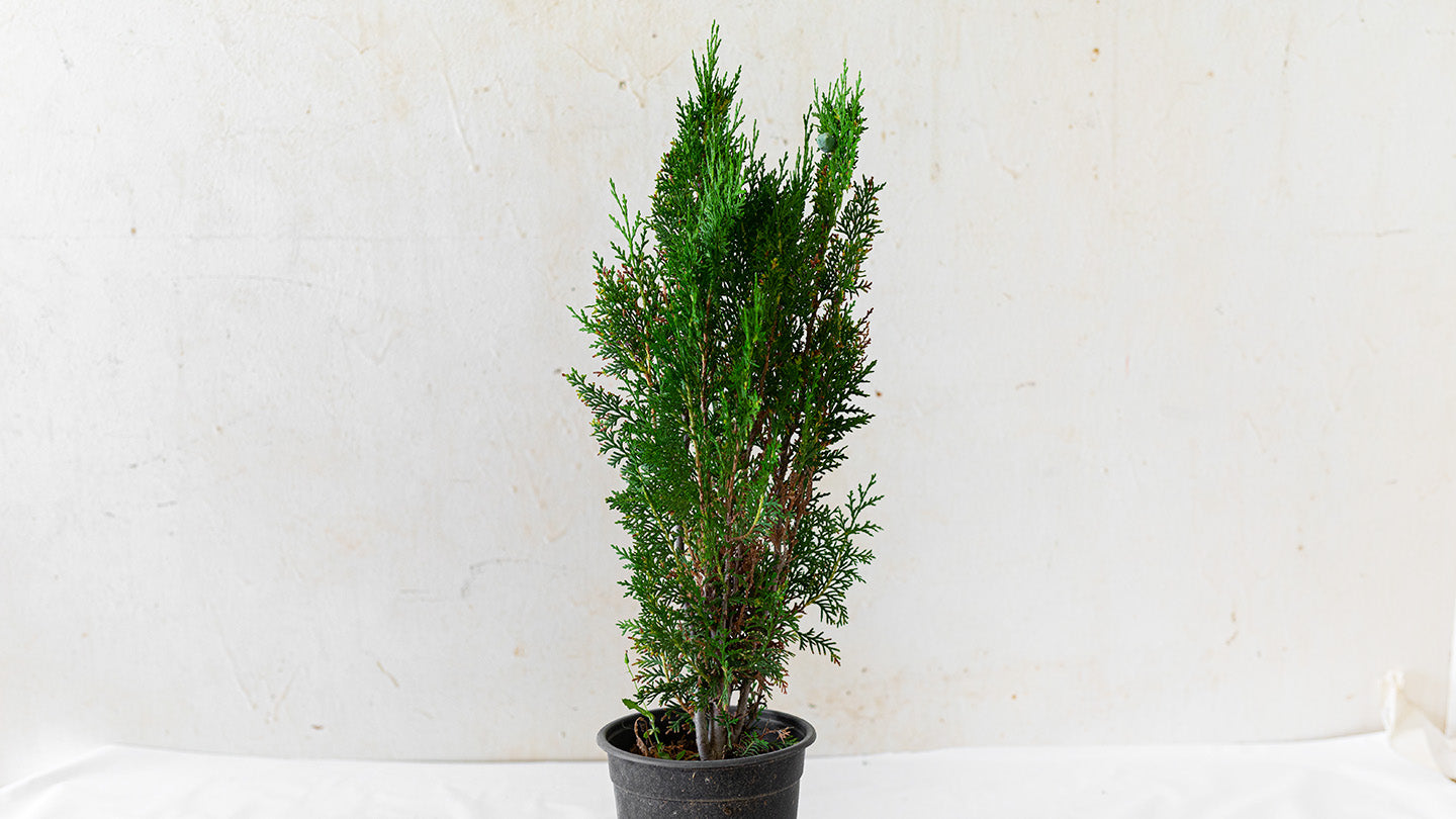 Online Plants Store Limassol - Cyprus