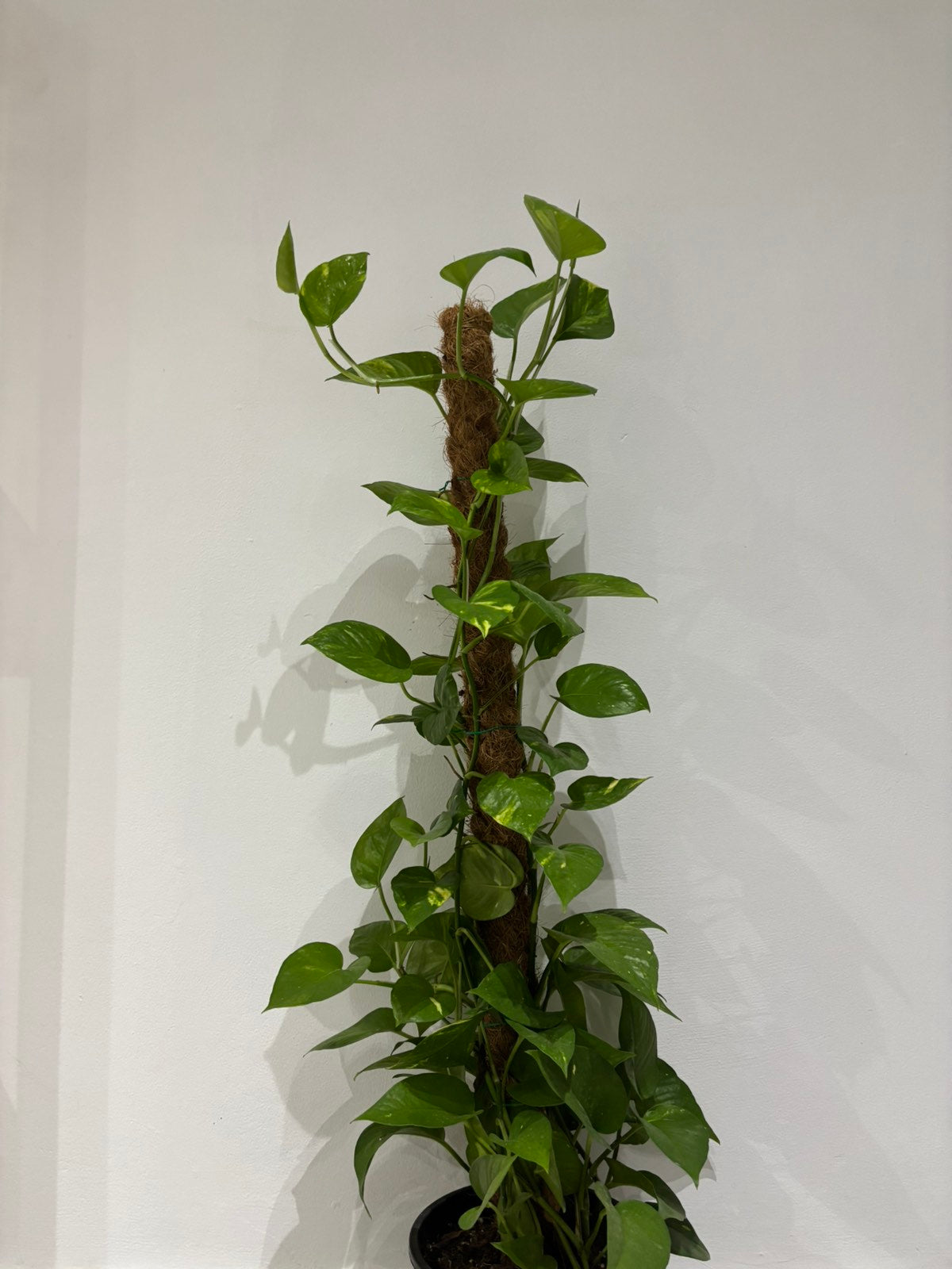 Epipremnum