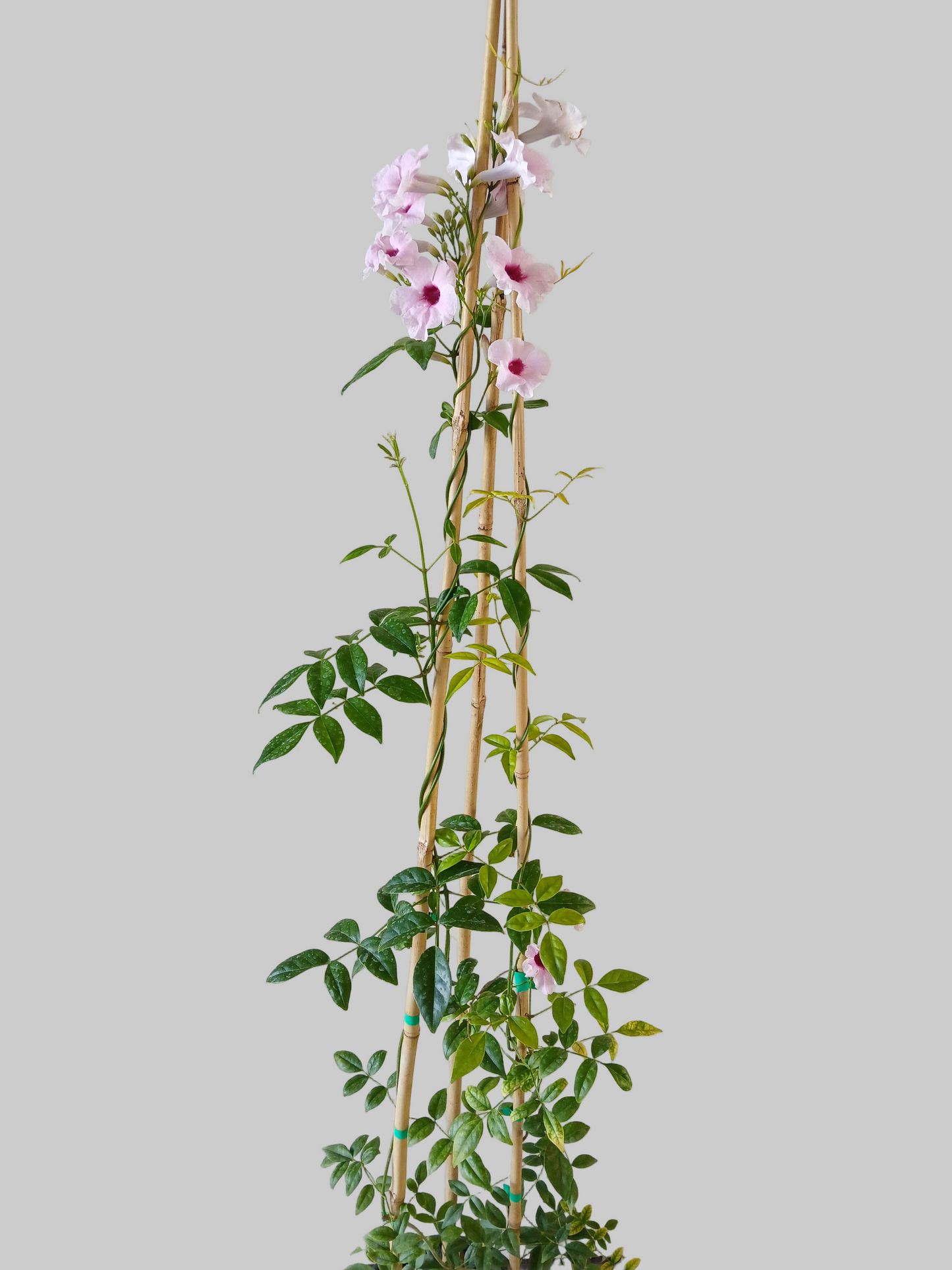 Pandorea (Bower Vine)