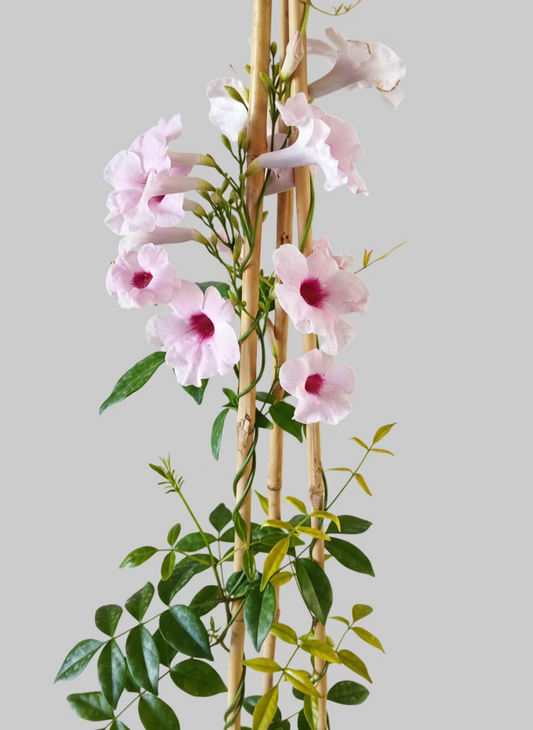 Pandorea (Bower Vine)