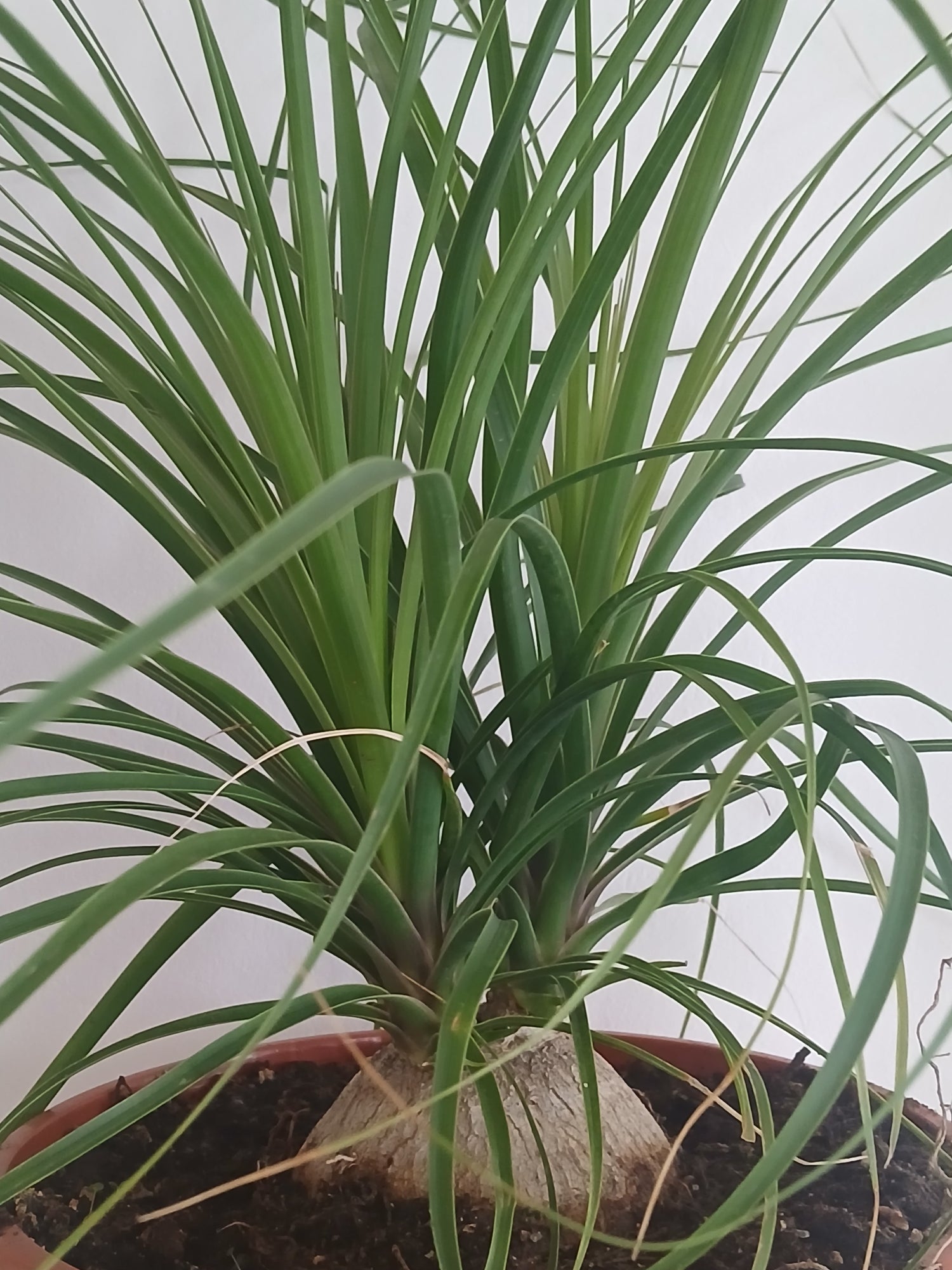 gardenersdream ponytail palm beaucarnea nolina tall Nolina (Ponytail Palm) – cybloom