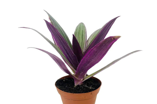 Tradescantia