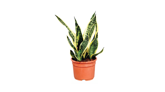Sansevieria