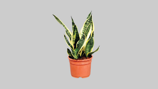Sansevieria