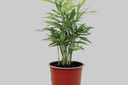 Chamaedorea Elegans