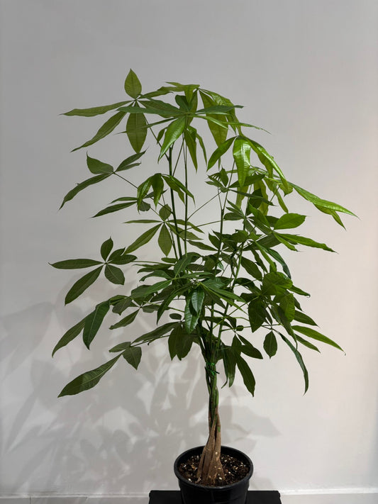 Pachira Money Tree