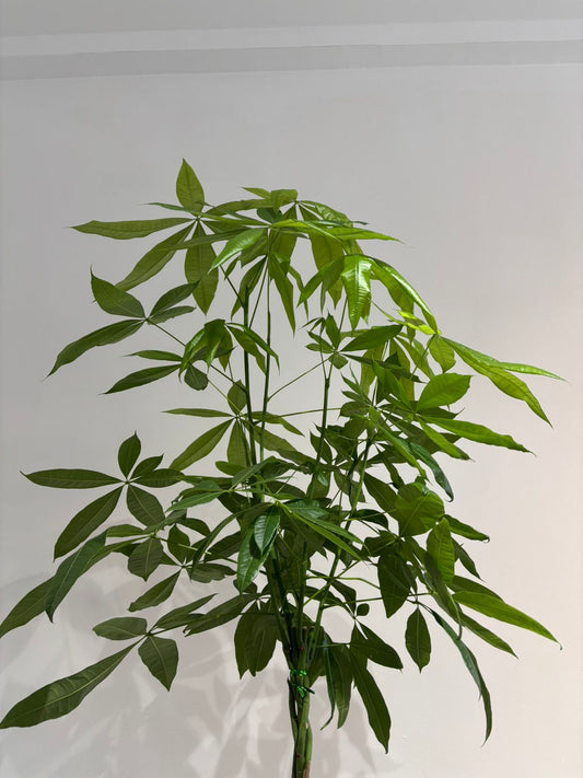 Pachira Money Tree