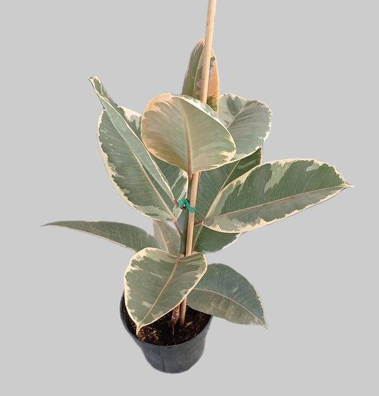 Ficus Teneke