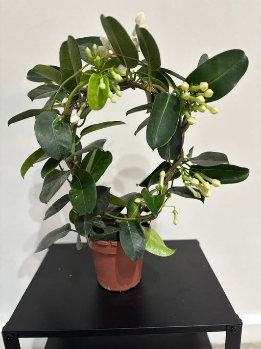 Stephanotis