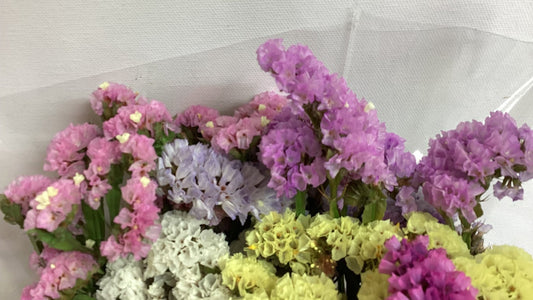 Statice Fowers (Athanata)