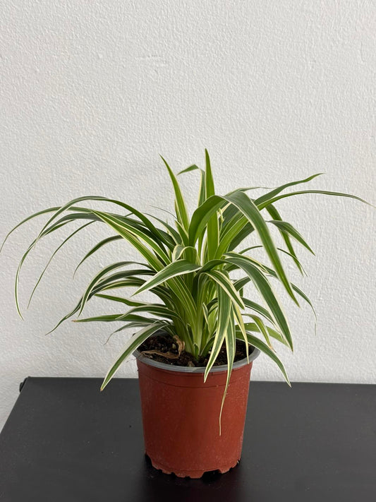 Spider Plant