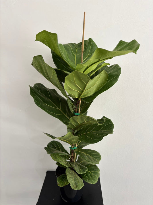 Ficus Lyrata