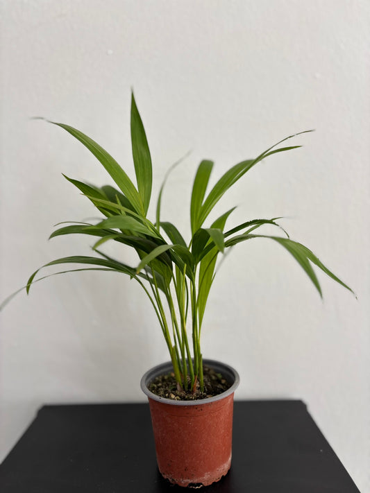 Areca Palm