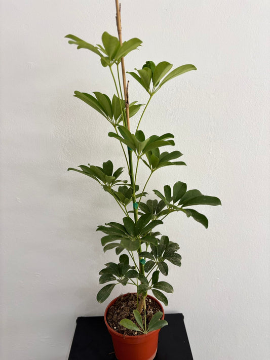 Schefflera