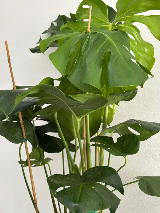 Monstera Deliciosa
