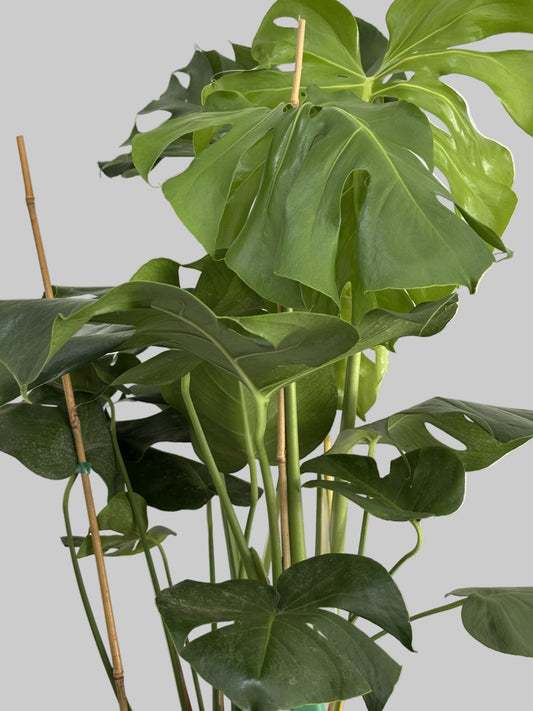Monstera Deliciosa