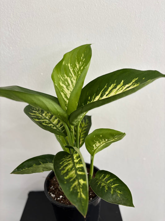 Dieffenbachia