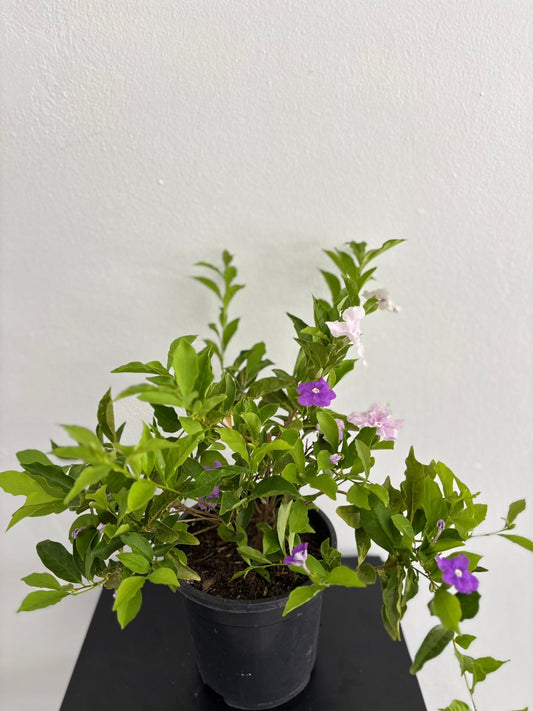 Yesterday, Today, and Tomorrow Plant