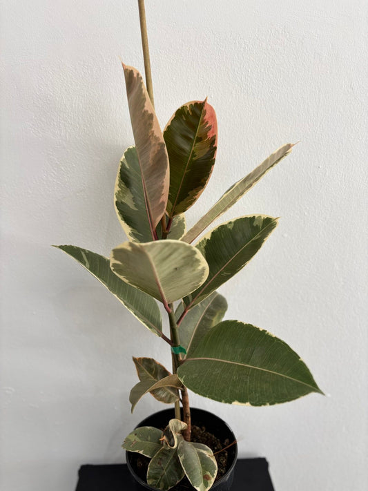 Ficus Tineke