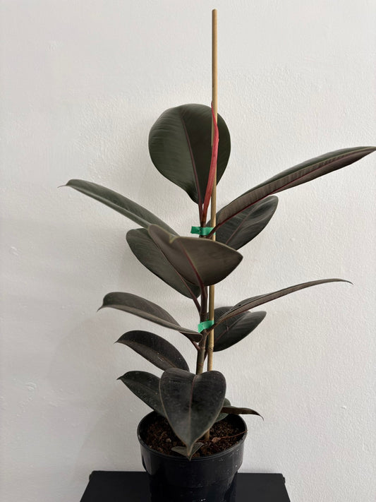 Ficus Abidjan