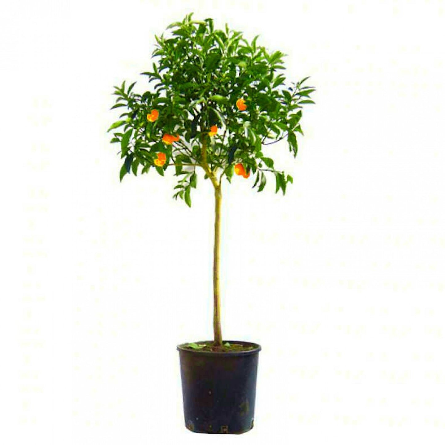 Kumquat fruit tree