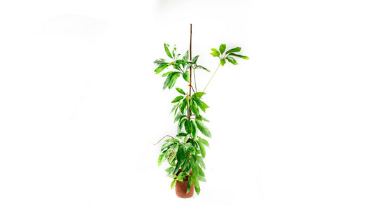 Schefflera Plant