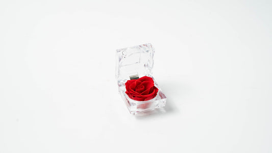 Mini Rose Plant Package