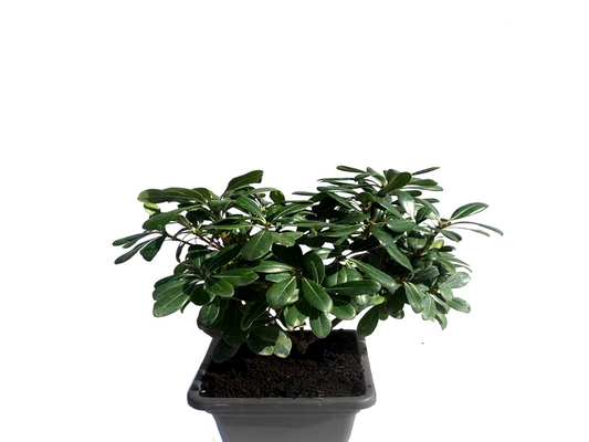Pittosporum