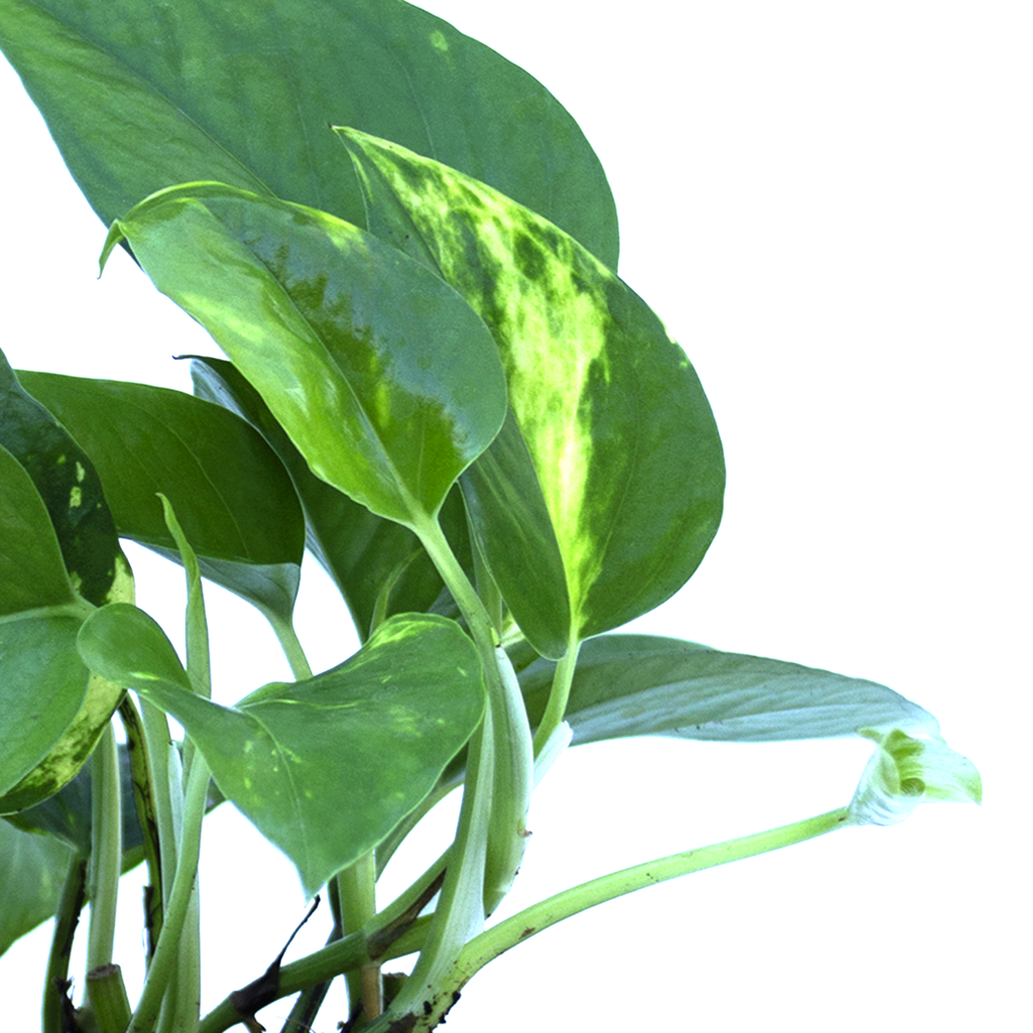 pothos cyprus Online Plants Store Limassol - Cyprus