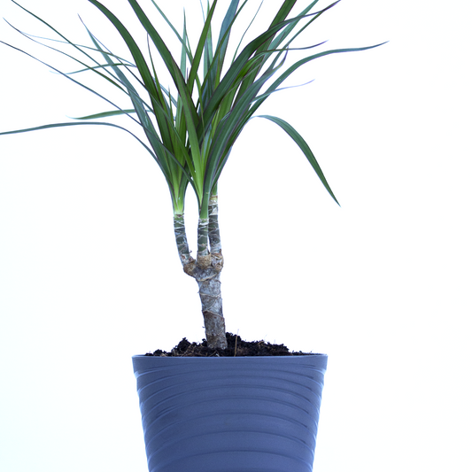 Dracaena Marginata