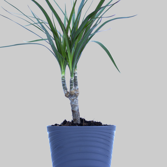 Dracaena Marginata
