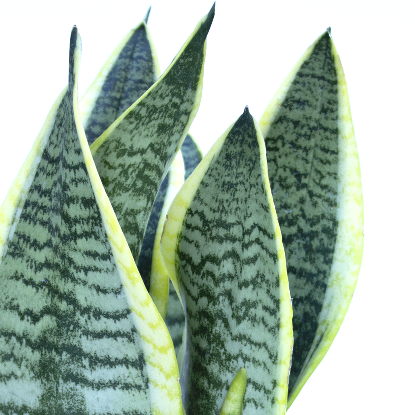 Sansevieria