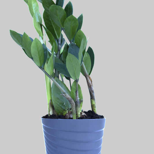 Zamioculcas