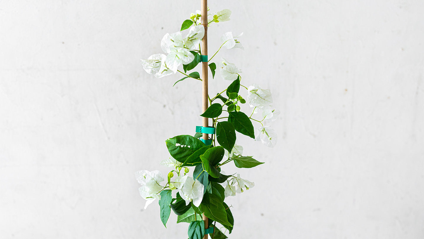 Bougainvillea White